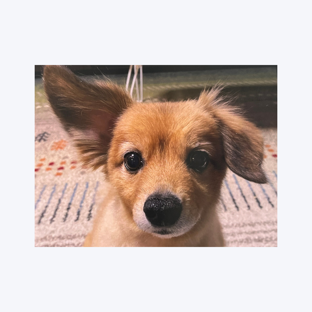 写真のイラスト化画像4